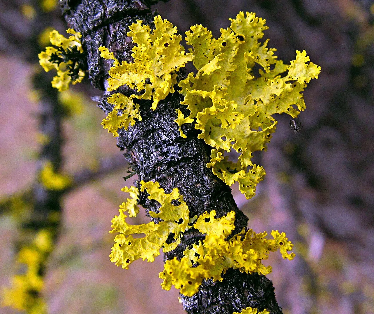 Vulpicida canadensis (Vulpicida canadensis) — photo mycologique