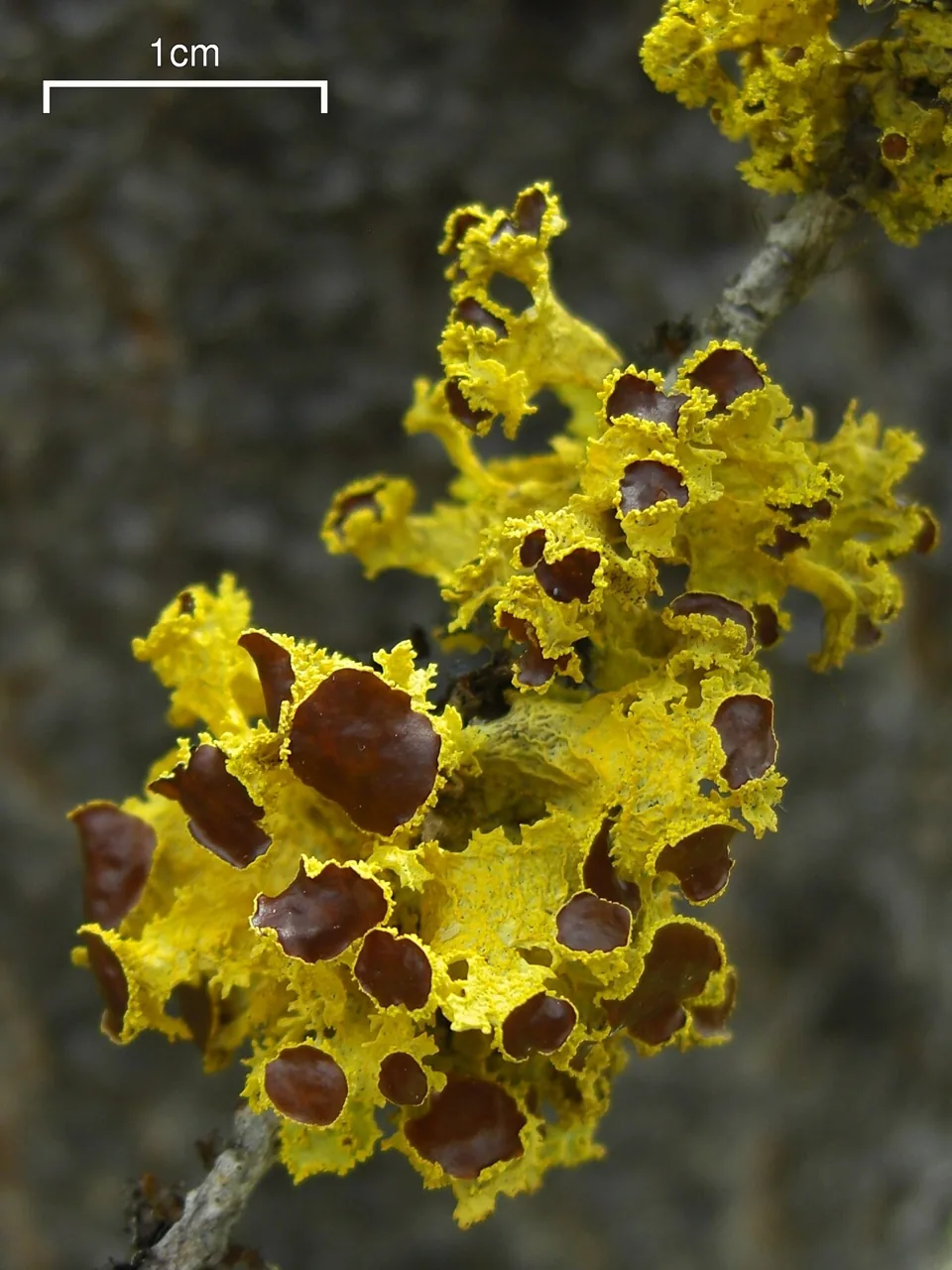Vulpicida viridis (Vulpicida viridis) — photo mycologique