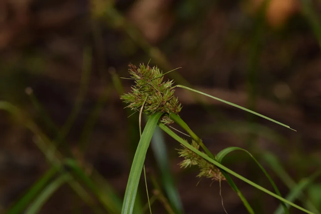 Wahlenbergiana striatula (Wahlenbergiana striatula) — photo mycologique