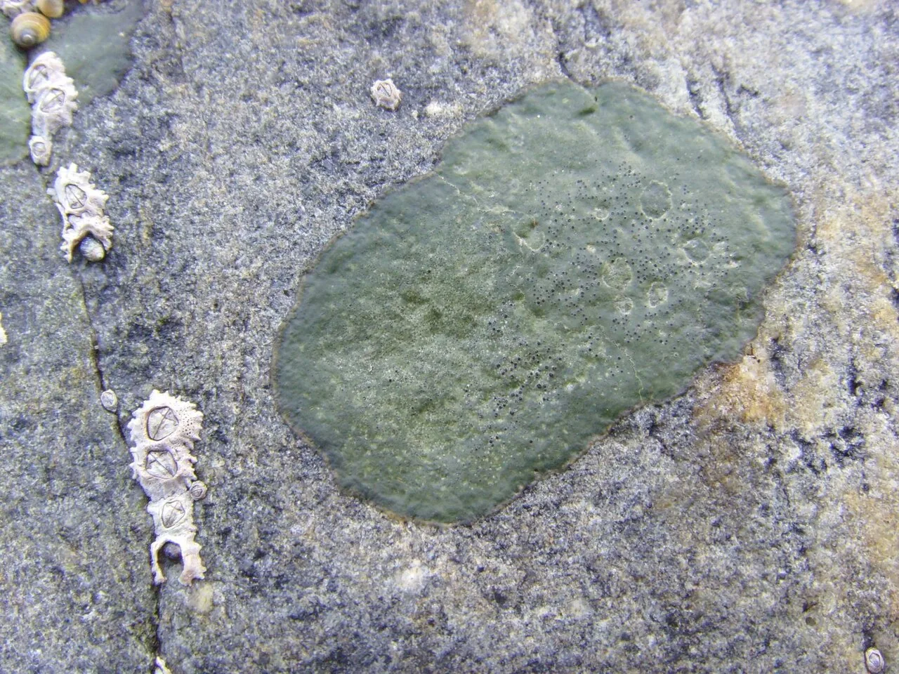 Wahlenbergiella tavaresiae (Wahlenbergiella tavaresiae) — photo mycologique