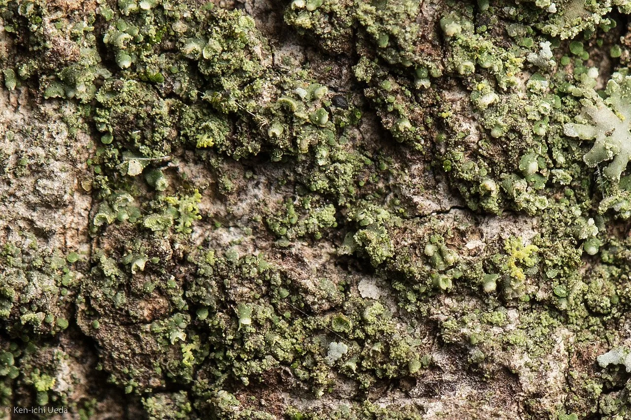 Waynea californica (Waynea californica) — photo mycologique