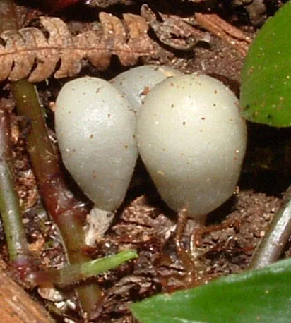 Weraroa nivalis (Weraroa nivalis) — photo mycologique