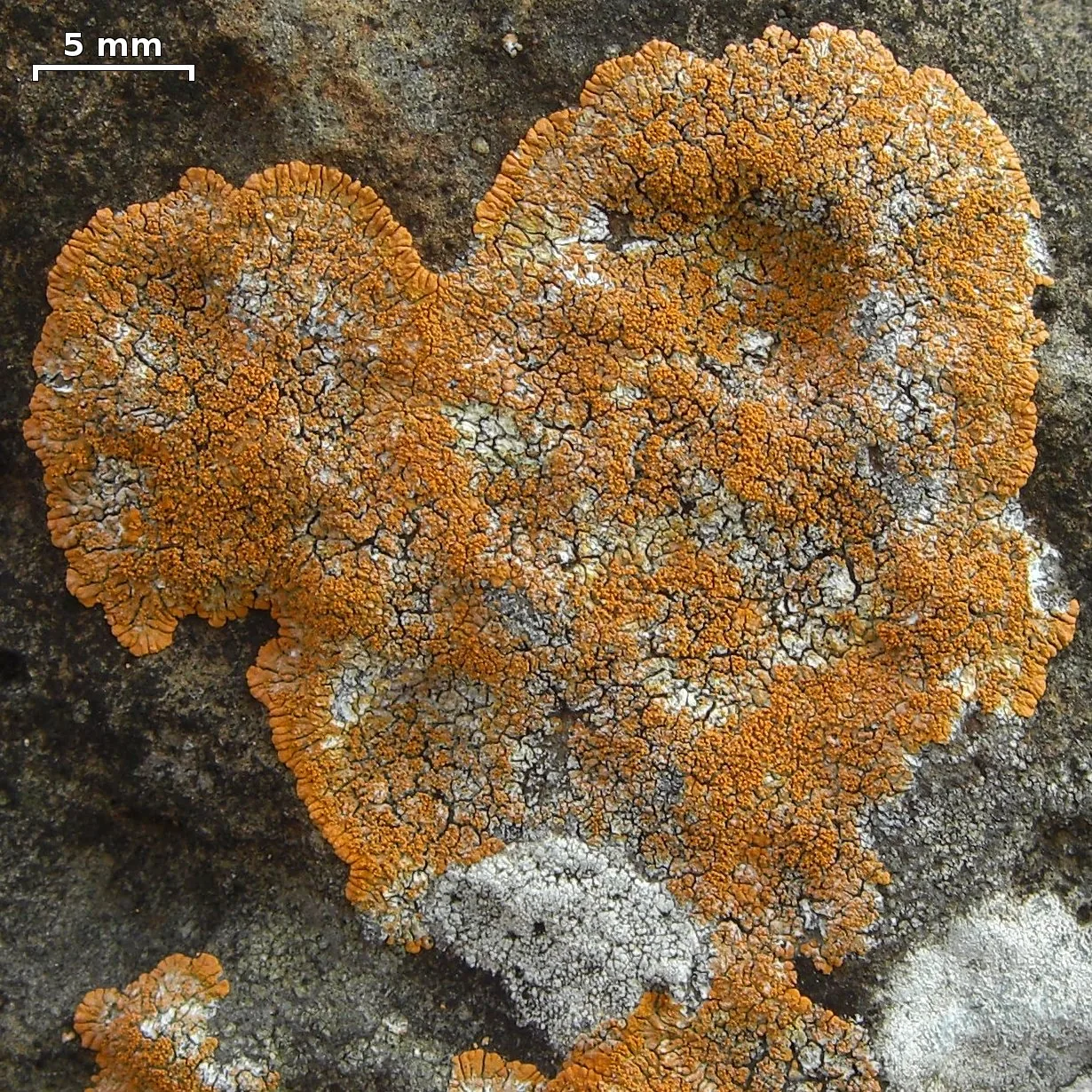 Wetmoreana brouardii (Wetmoreana brouardii) — photo mycologique