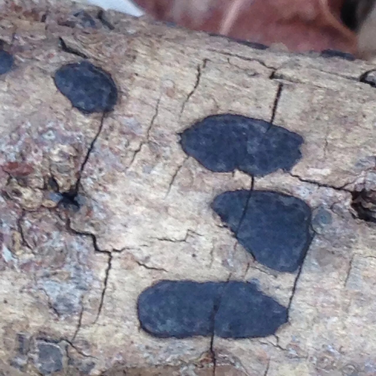 Whalleya microplaca (Whalleya microplaca) — photo mycologique