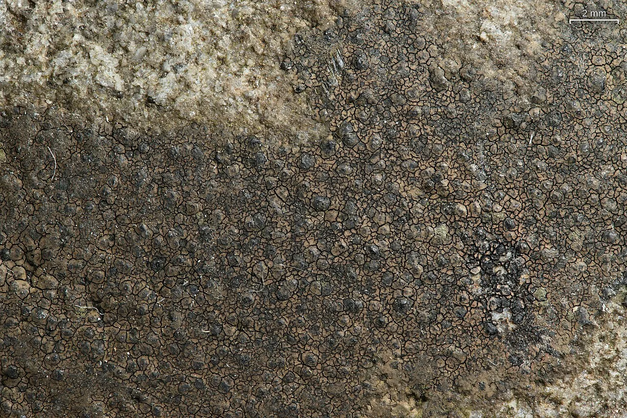 Willeya honghensis (Willeya honghensis) — photo mycologique