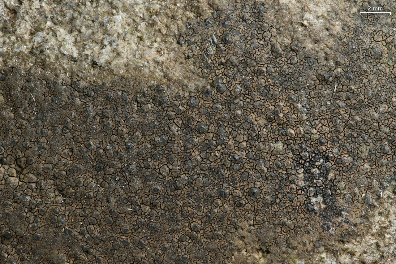 Willeya pallidipora (Willeya pallidipora) — photo mycologique