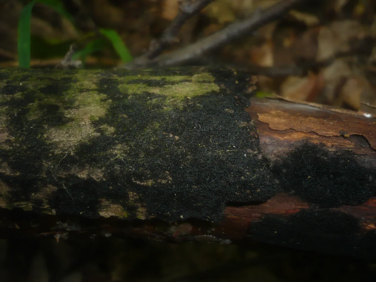 Winterina lobata (Winterina lobata) — photo mycologique