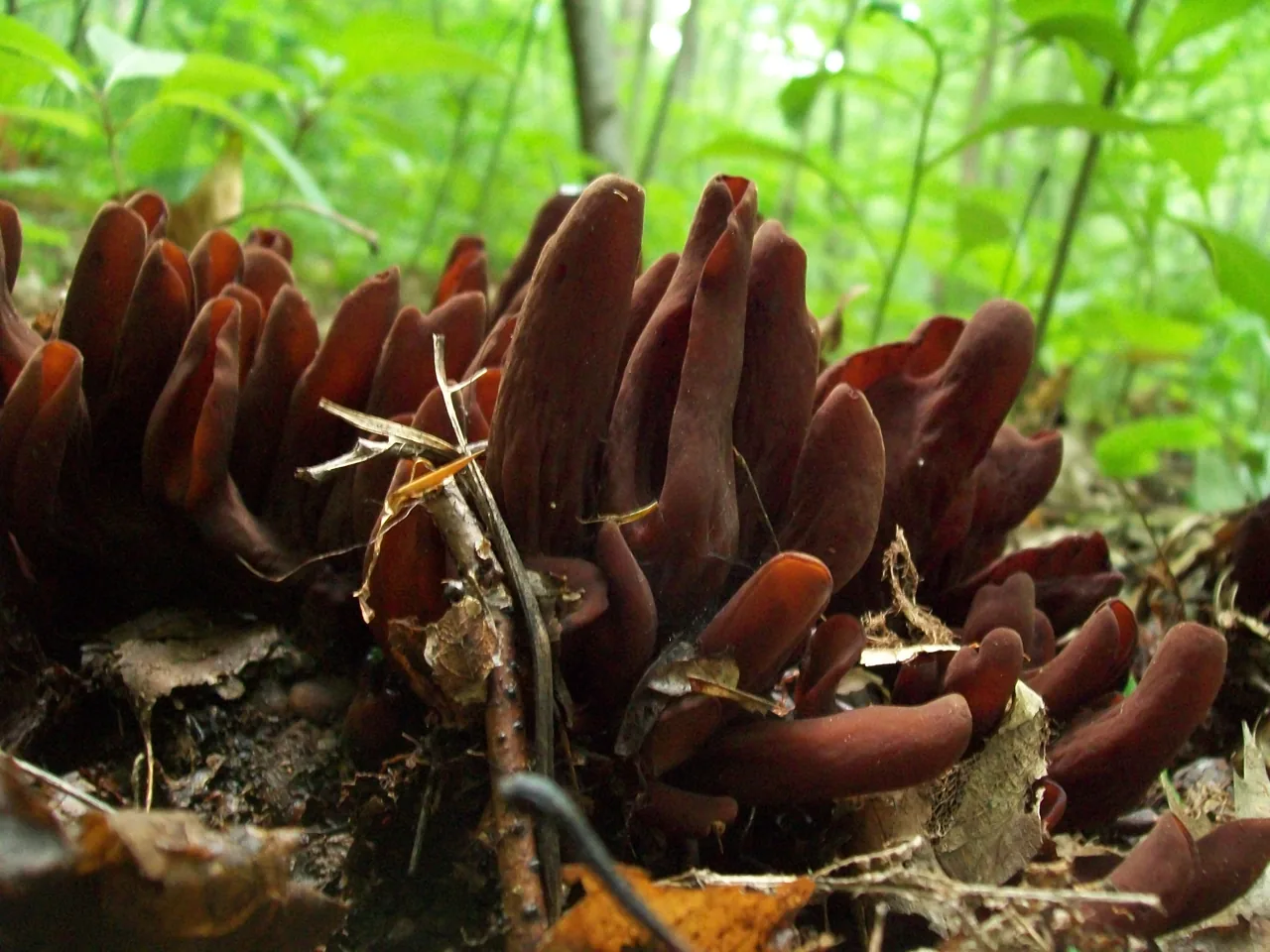 Wynnea macrospora (Wynnea macrospora) — photo mycologique