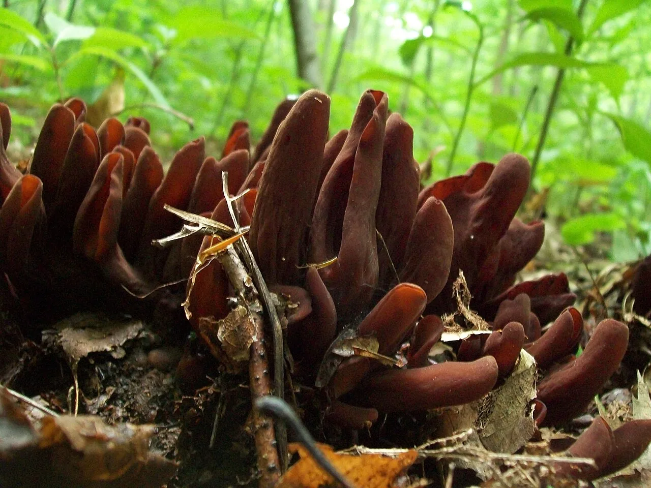 Wynnea macrotis (Wynnea macrotis) — photo mycologique