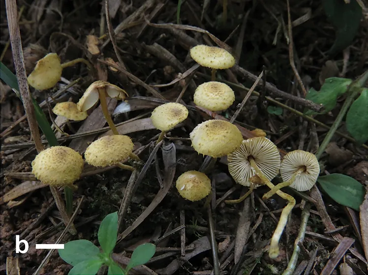 Xanthagaricus kotadduensis (Xanthagaricus kotadduensis) — photo mycologique