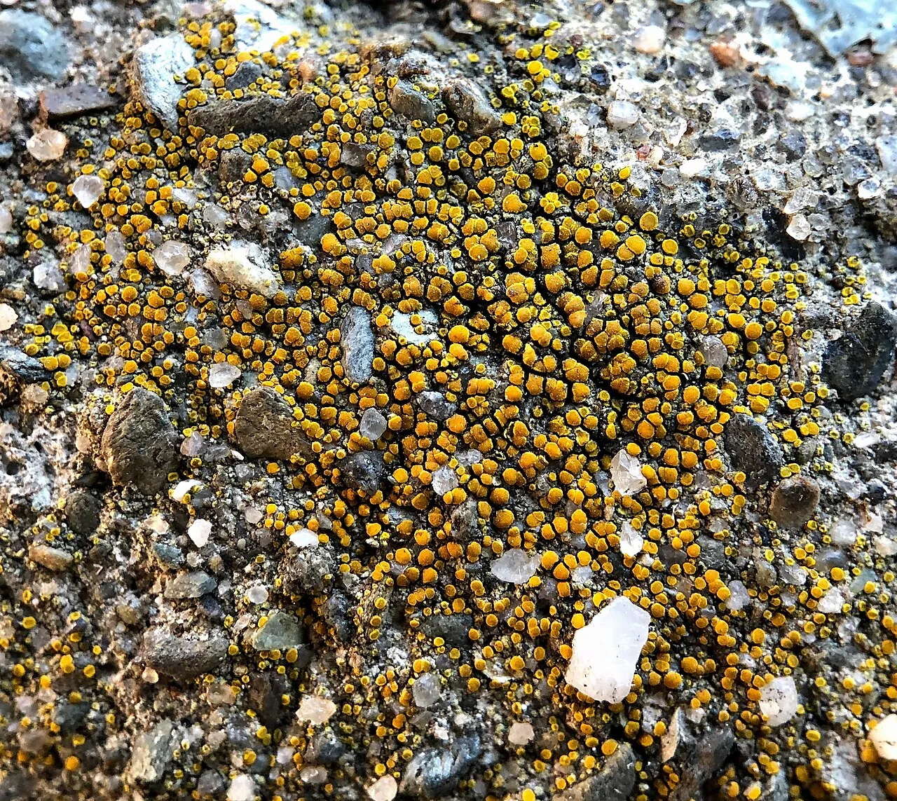 Xanthocarpia lactea (Xanthocarpia lactea) — photo mycologique
