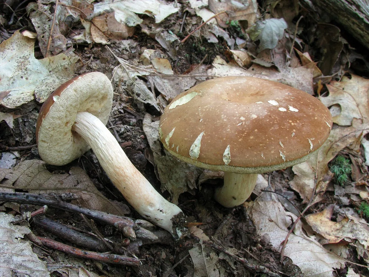 Xanthoconium affine (Xanthoconium affine) — photo mycologique