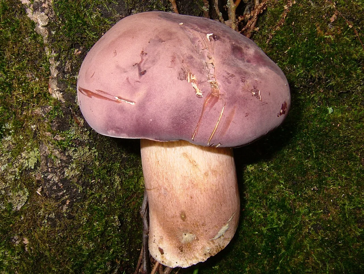 Xanthoconium chattoogaense (Xanthoconium chattoogaense) — photo mycologique