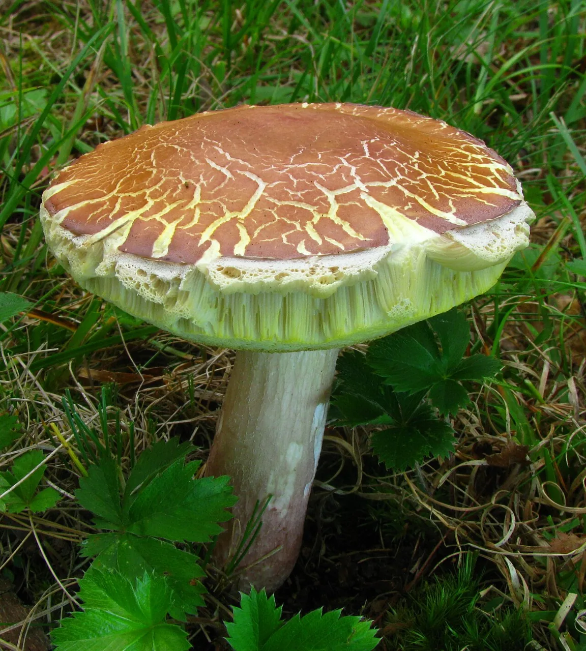 Xanthoconium separans (Xanthoconium separans) — photo mycologique