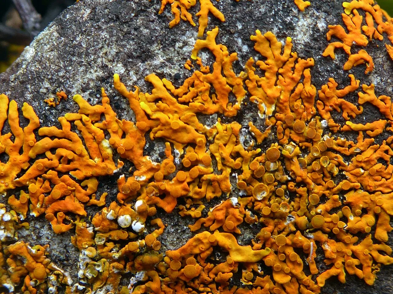 Xanthodactylon wirthii (Xanthodactylon wirthii) — photo mycologique