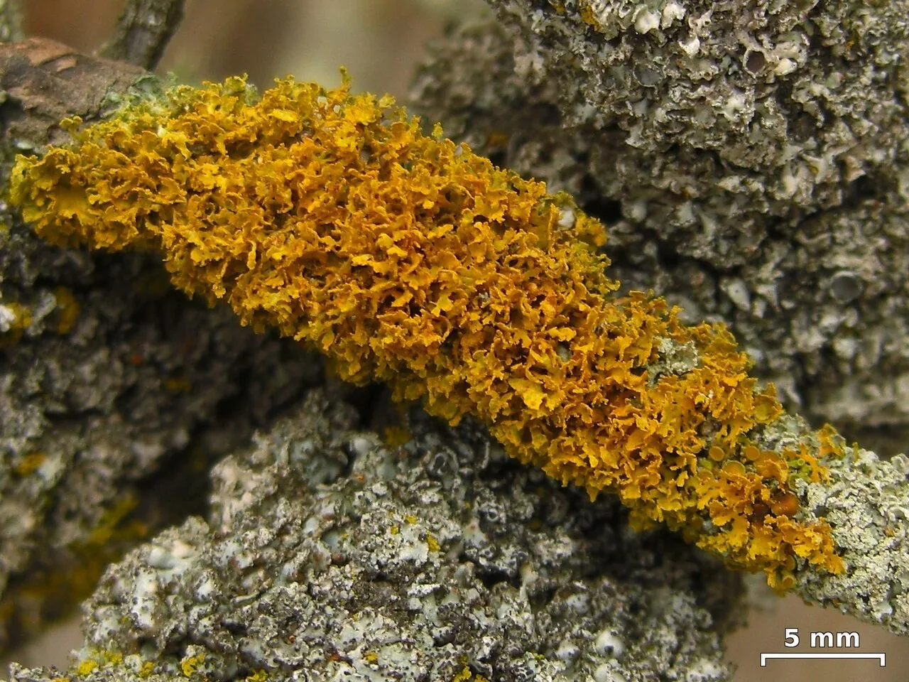 Xanthomendoza oregana (Xanthomendoza oregana) — photo mycologique