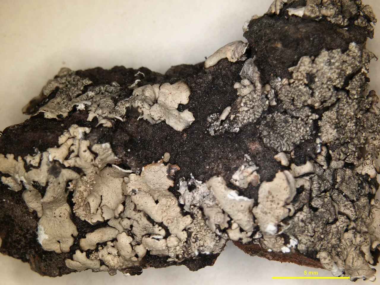 Xanthoparmelia ajoensis (Xanthoparmelia ajoensis) — photo mycologique