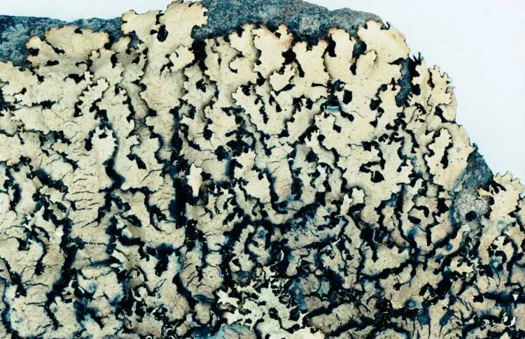 Xanthoparmelia angustiphylla (Xanthoparmelia angustiphylla) — photo mycologique