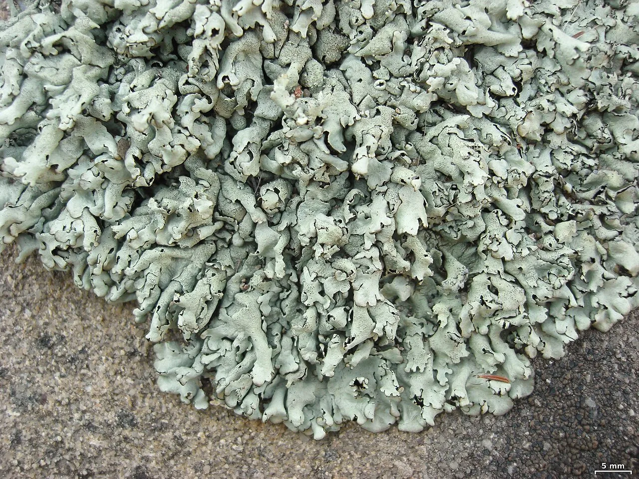 Xanthoparmelia cumberlandia (Xanthoparmelia cumberlandia) — photo mycologique