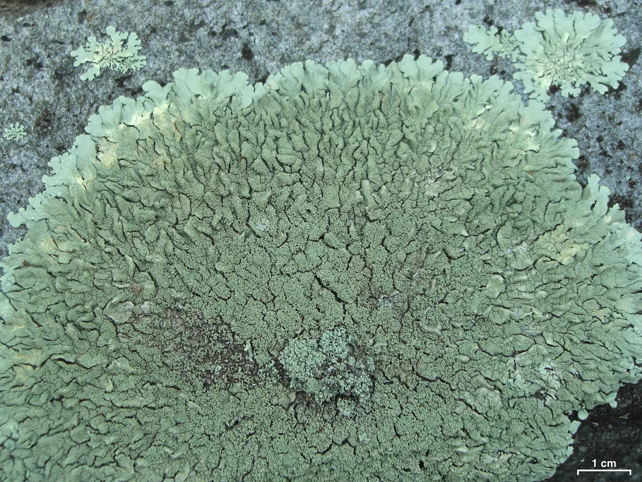 Xanthoparmelia filarszkyana (Xanthoparmelia filarszkyana) — photo mycologique