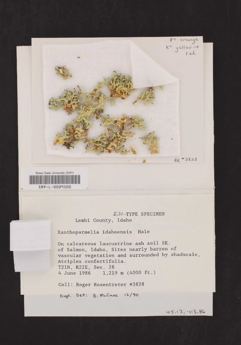 Xanthoparmelia idahoensis (Xanthoparmelia idahoensis) — photo mycologique