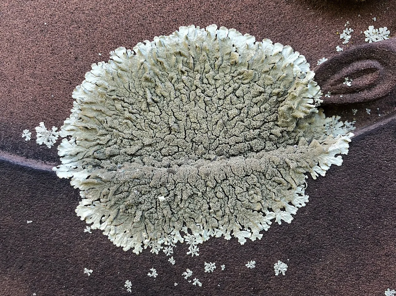 Xanthoparmelia plittii (Xanthoparmelia plittii) — photo mycologique