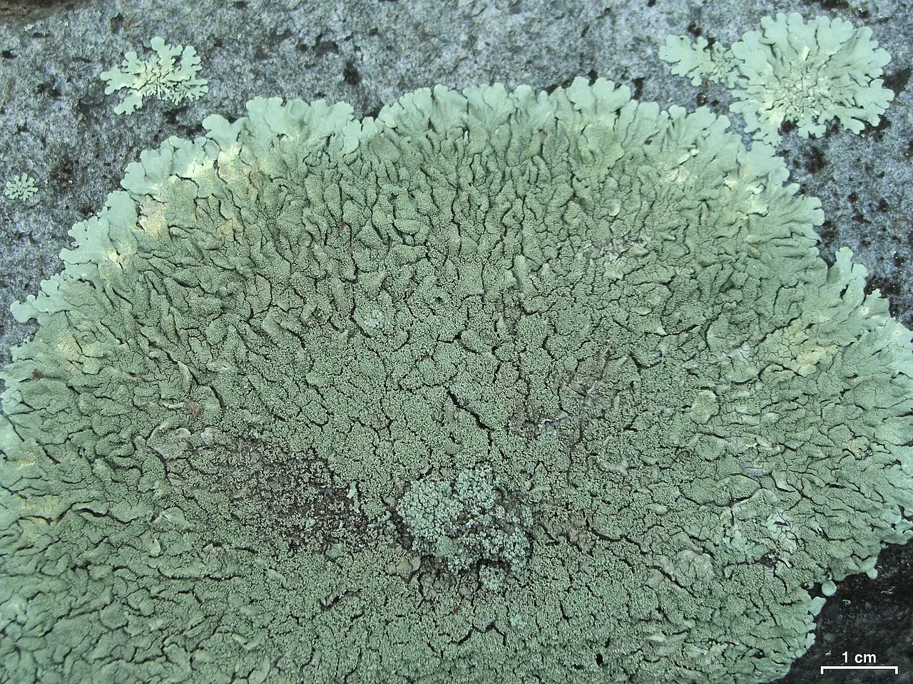 Xanthoparmelia pseudohungarica (Xanthoparmelia pseudohungarica) — photo mycologique