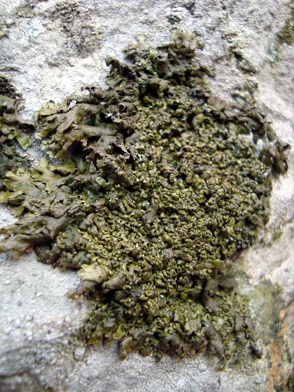 Xanthoparmelia pulla (Xanthoparmelia pulla) — photo mycologique