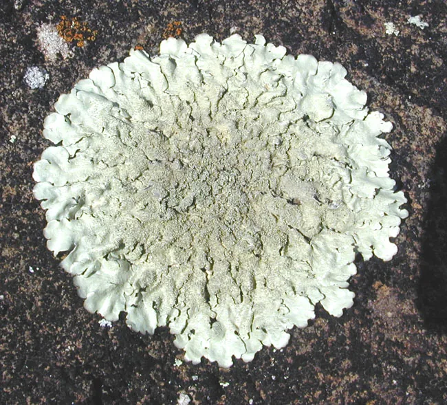 Xanthoparmelia roderickii (Xanthoparmelia roderickii) — photo mycologique