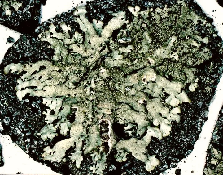 Xanthoparmelia subramigera (Xanthoparmelia subramigera) — photo mycologique