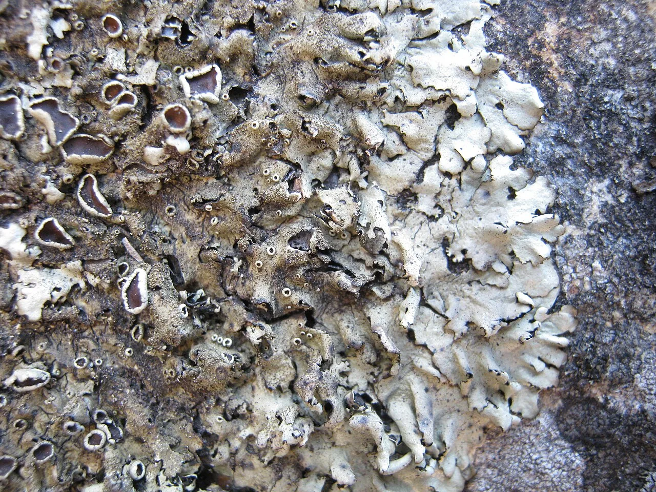 Xanthoparmelia tinctina (Xanthoparmelia tinctina) — photo mycologique