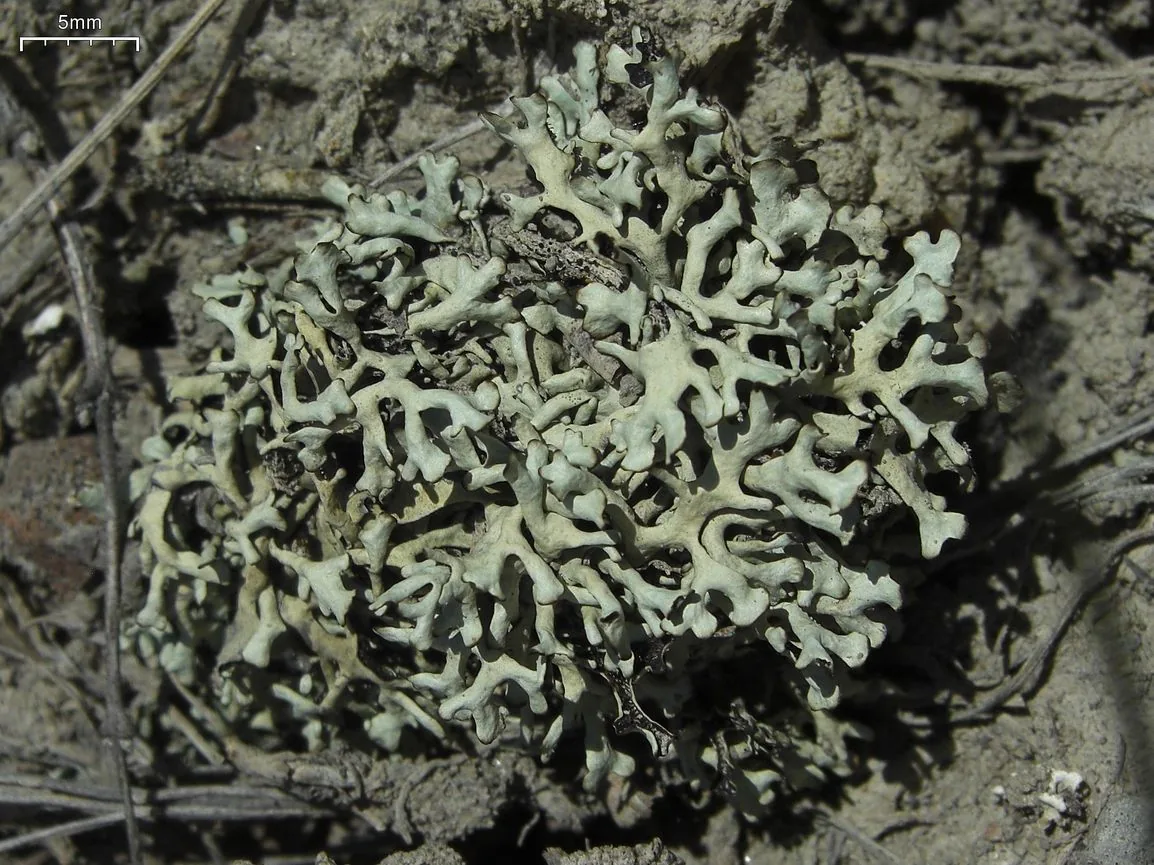 Xanthoparmelia wyomingica (Xanthoparmelia wyomingica) — photo mycologique