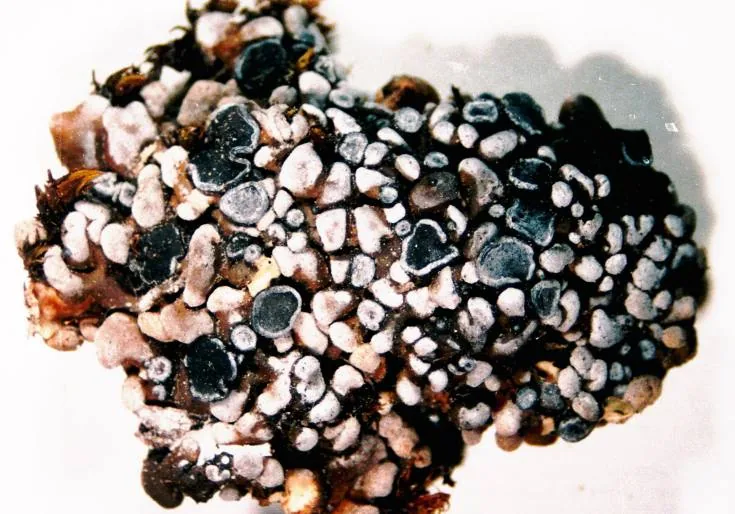 Xanthopsorella texana (Xanthopsorella texana) — photo mycologique