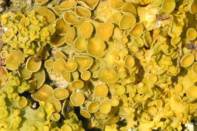 Xanthoria muscicola (Xanthoria muscicola) — photo mycologique