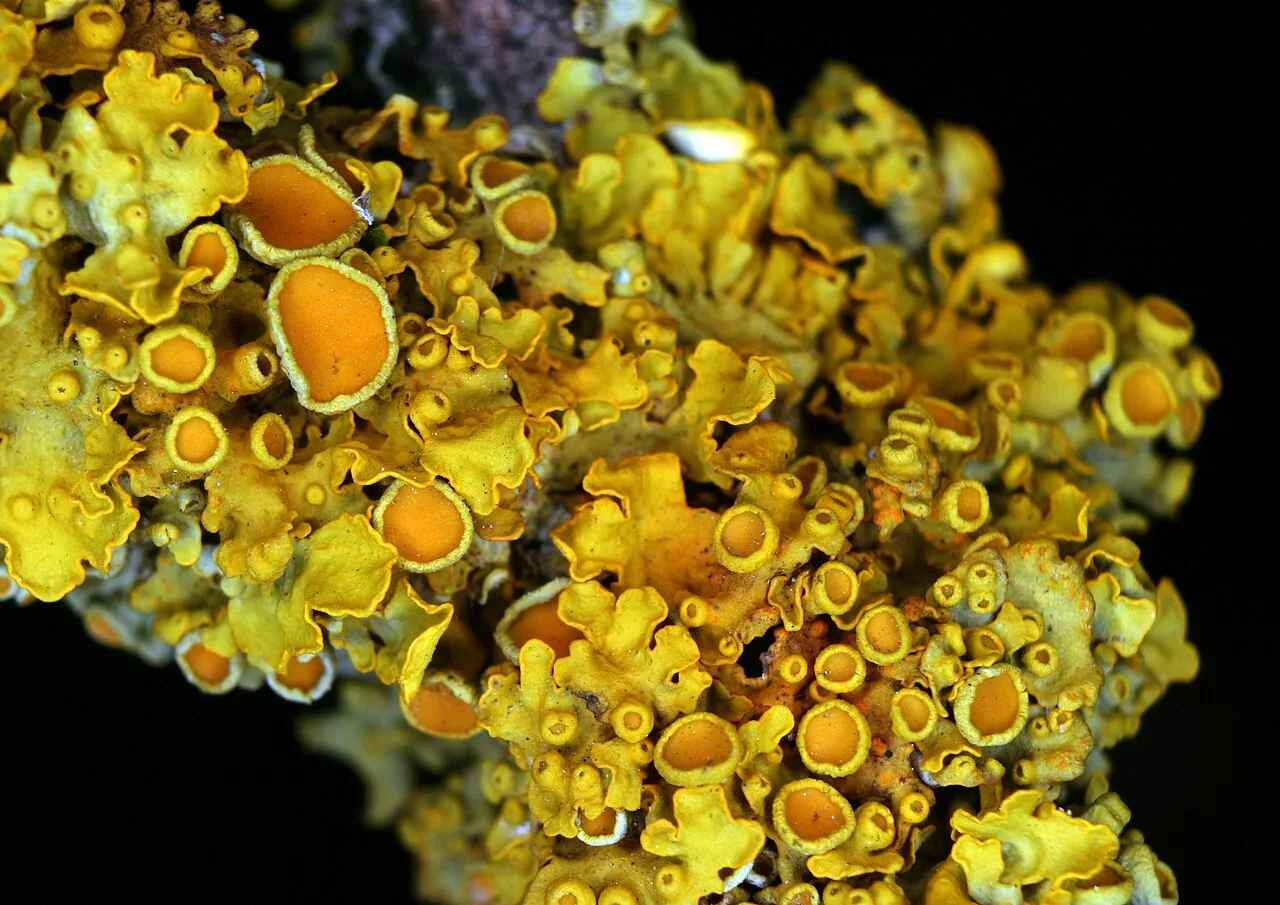 Xanthoria parietina (Xanthoria parietina) — photo mycologique