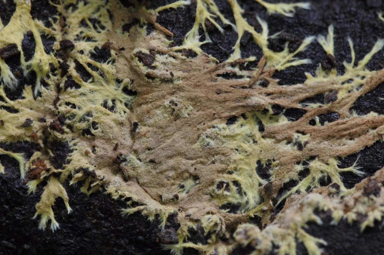 Xenasmatella bambusicola (Xenasmatella bambusicola) — photo mycologique
