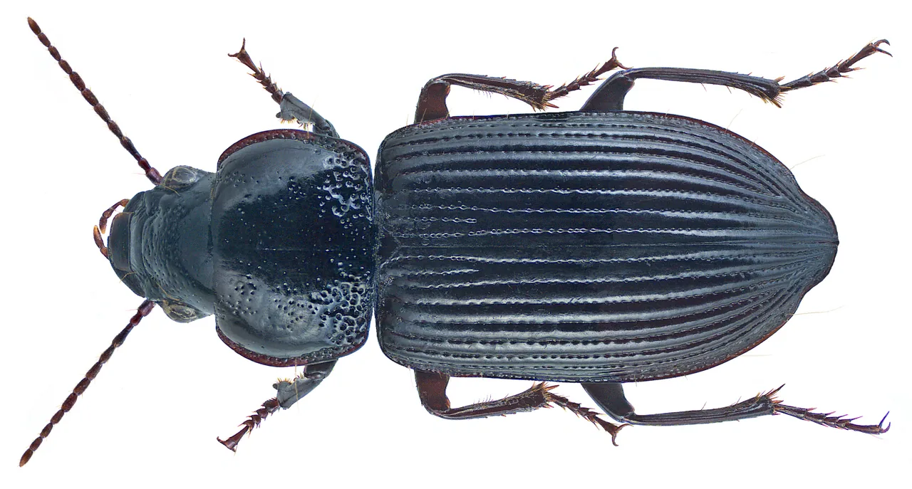 Xenodochus minor (Xenodochus minor) — photo mycologique
