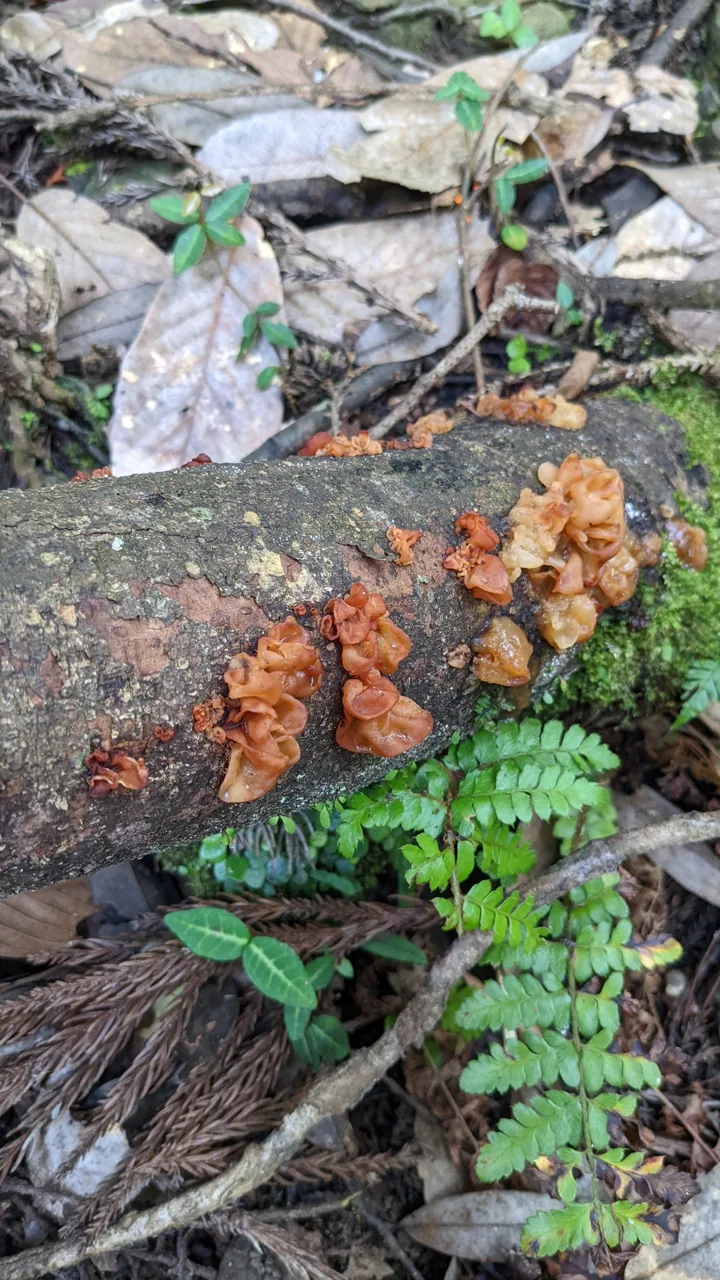 Xenolachne longicornis (Xenolachne longicornis) — photo mycologique