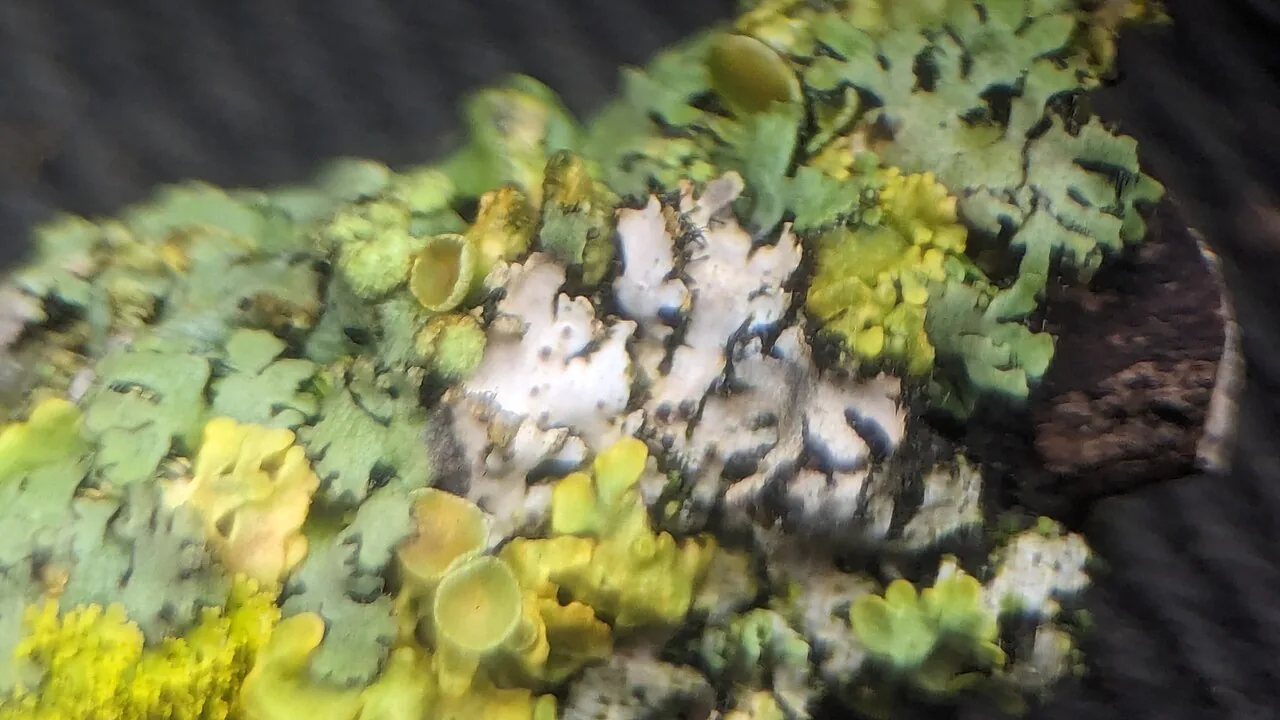 Xenonectriella physciacearum (Xenonectriella physciacearum) — photo mycologique