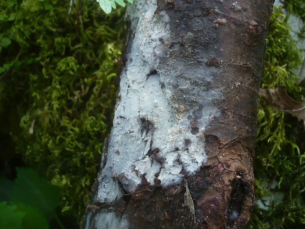 Xenosperma pravum (Xenosperma pravum) — photo mycologique