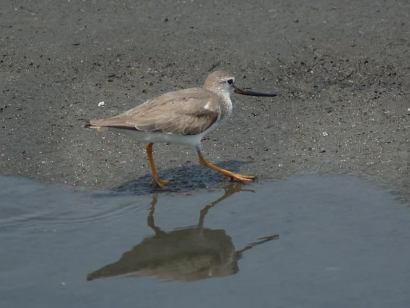 Xenus lithophylli (Xenus lithophylli) — photo mycologique