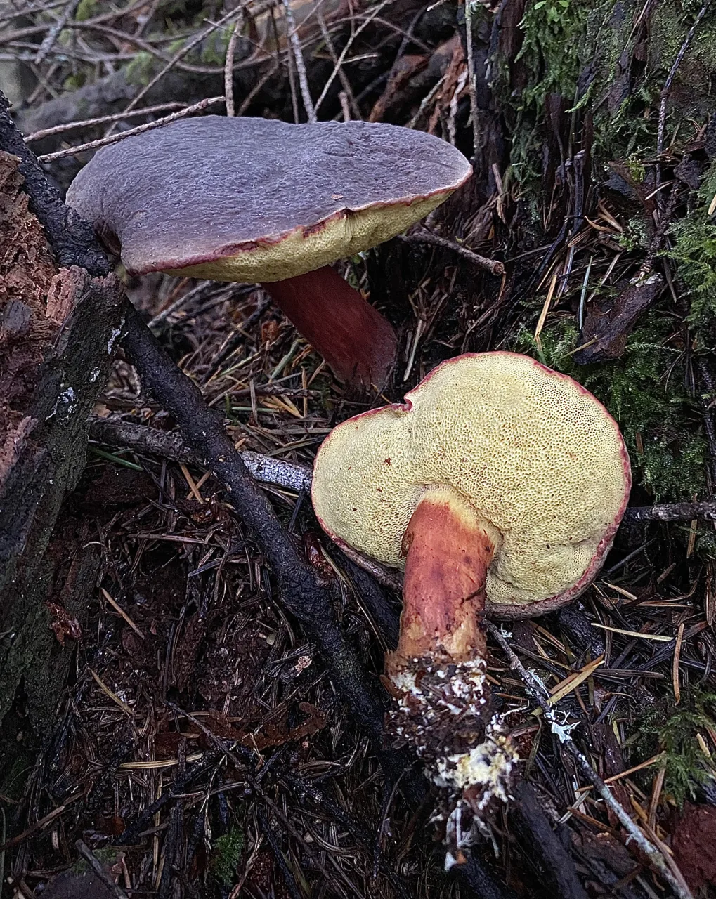 Xerocomellus atropurpureus (Xerocomellus atropurpureus) — photo mycologique