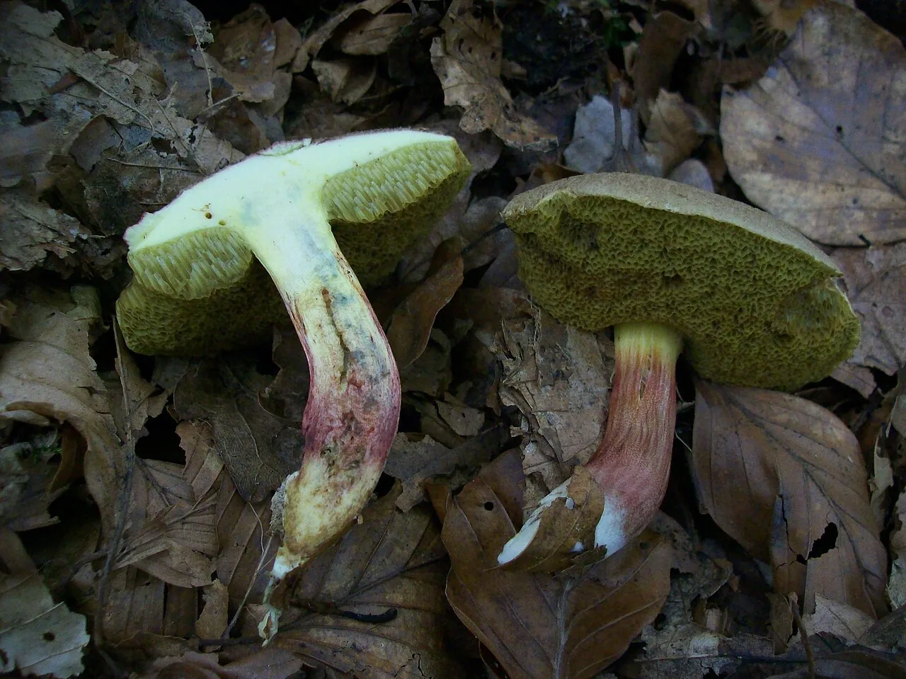Xerocomellus chrysenteron (Xerocomellus chrysenteron) — photo mycologique