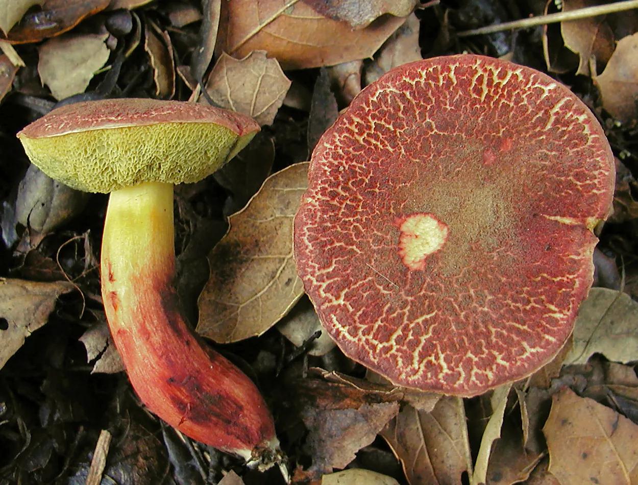 Xerocomellus dryophilus (Xerocomellus dryophilus) — photo mycologique