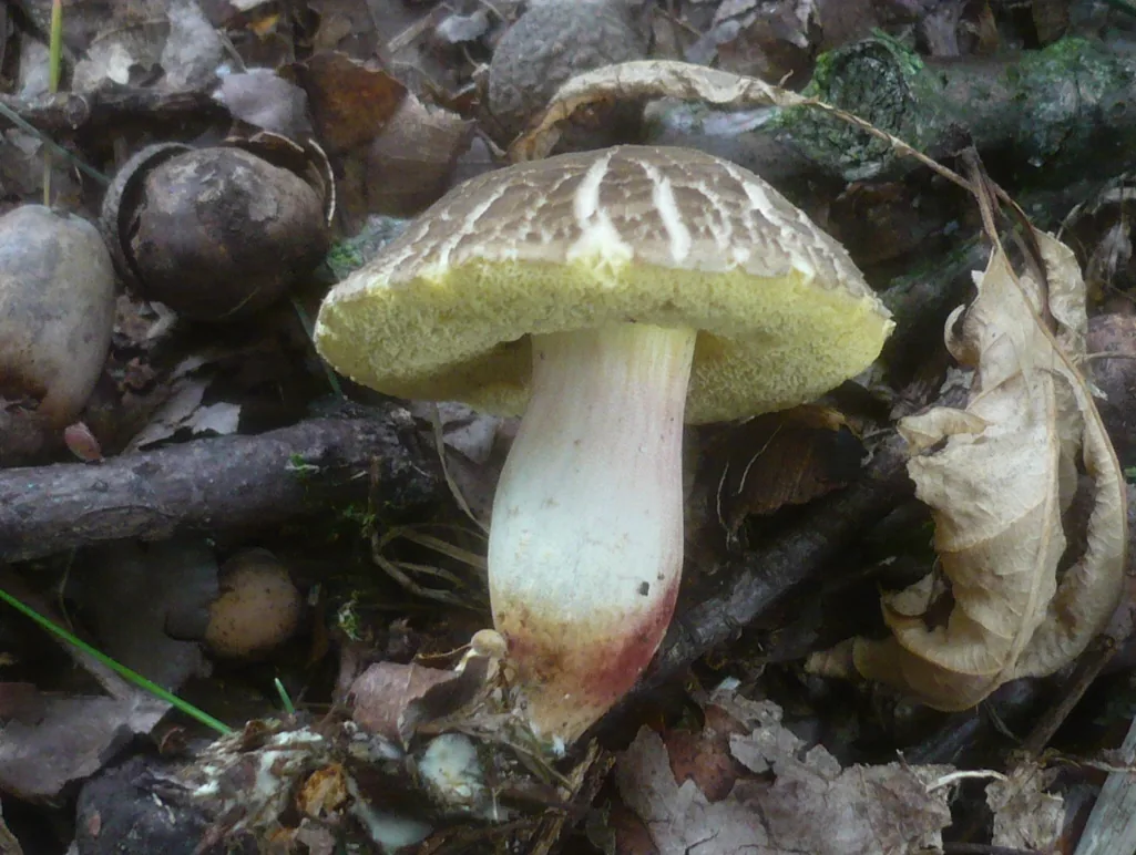 Xerocomellus marekii (Xerocomellus marekii) — photo mycologique