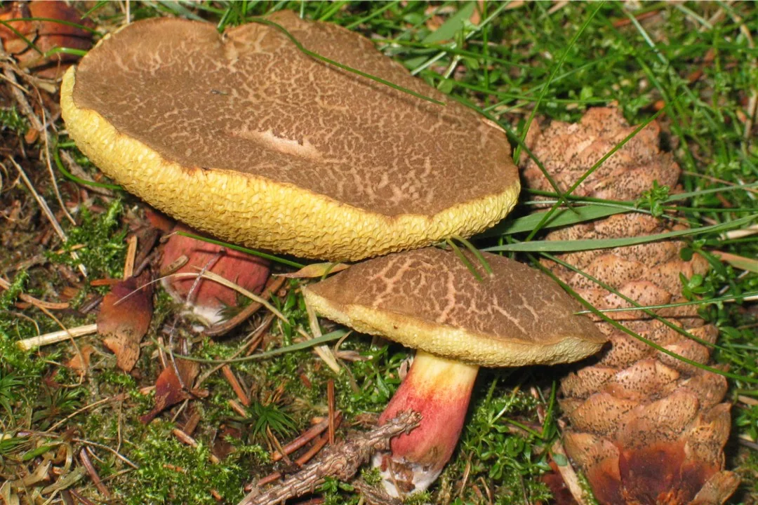 Xerocomellus persicolor (Xerocomellus persicolor) — photo mycologique