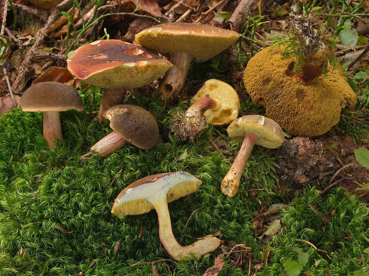Xerocomellus pruinatus (Xerocomellus pruinatus) — photo mycologique