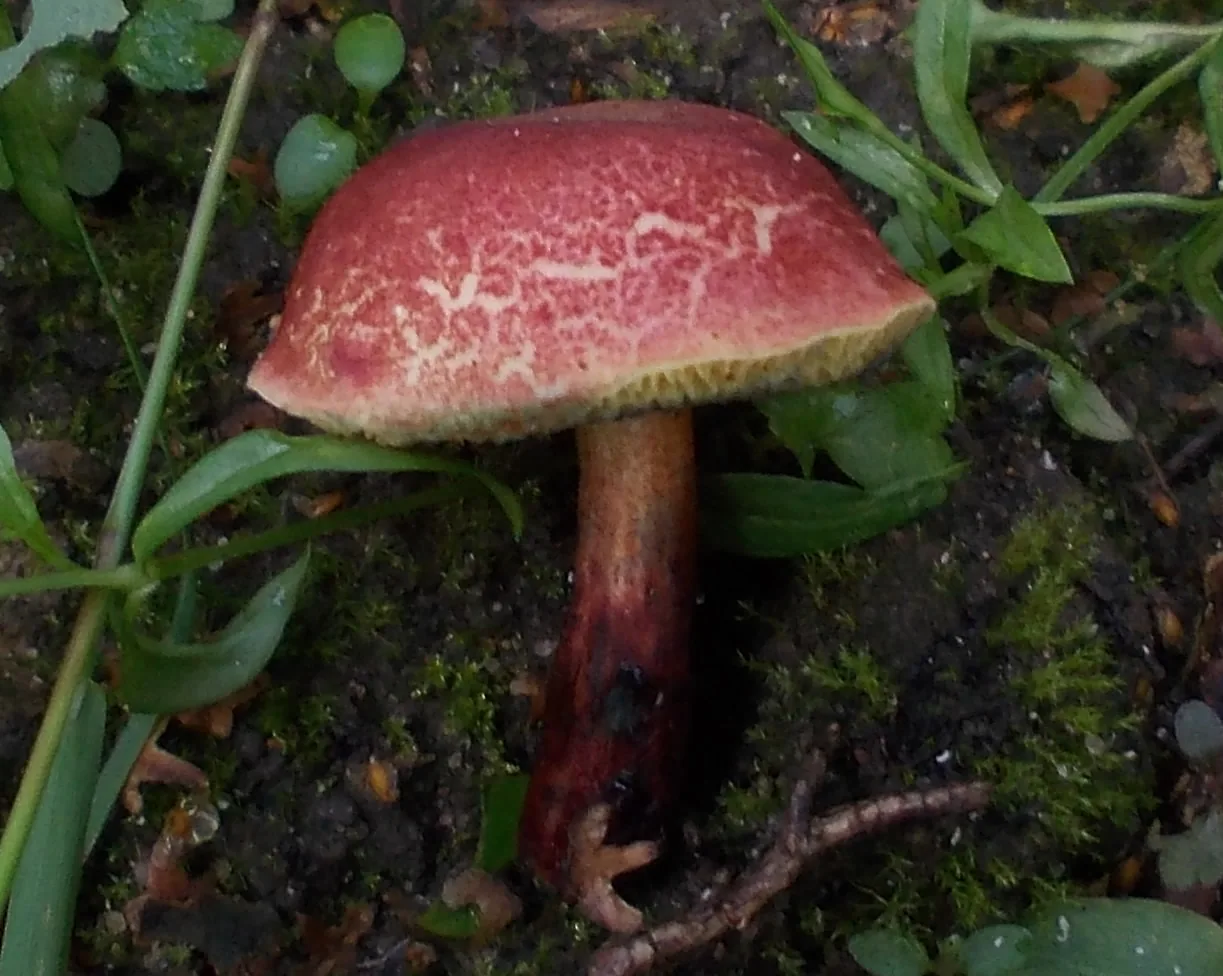 Xerocomellus ripariellus (Xerocomellus ripariellus) — photo mycologique