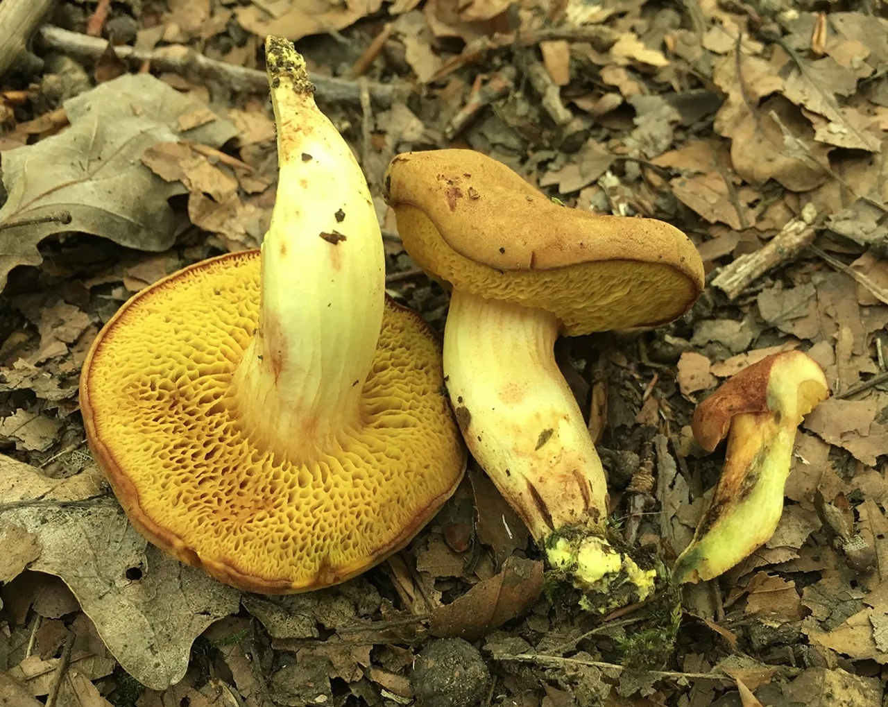 Xerocomus chrysonemus (Xerocomus chrysonemus) — photo mycologique