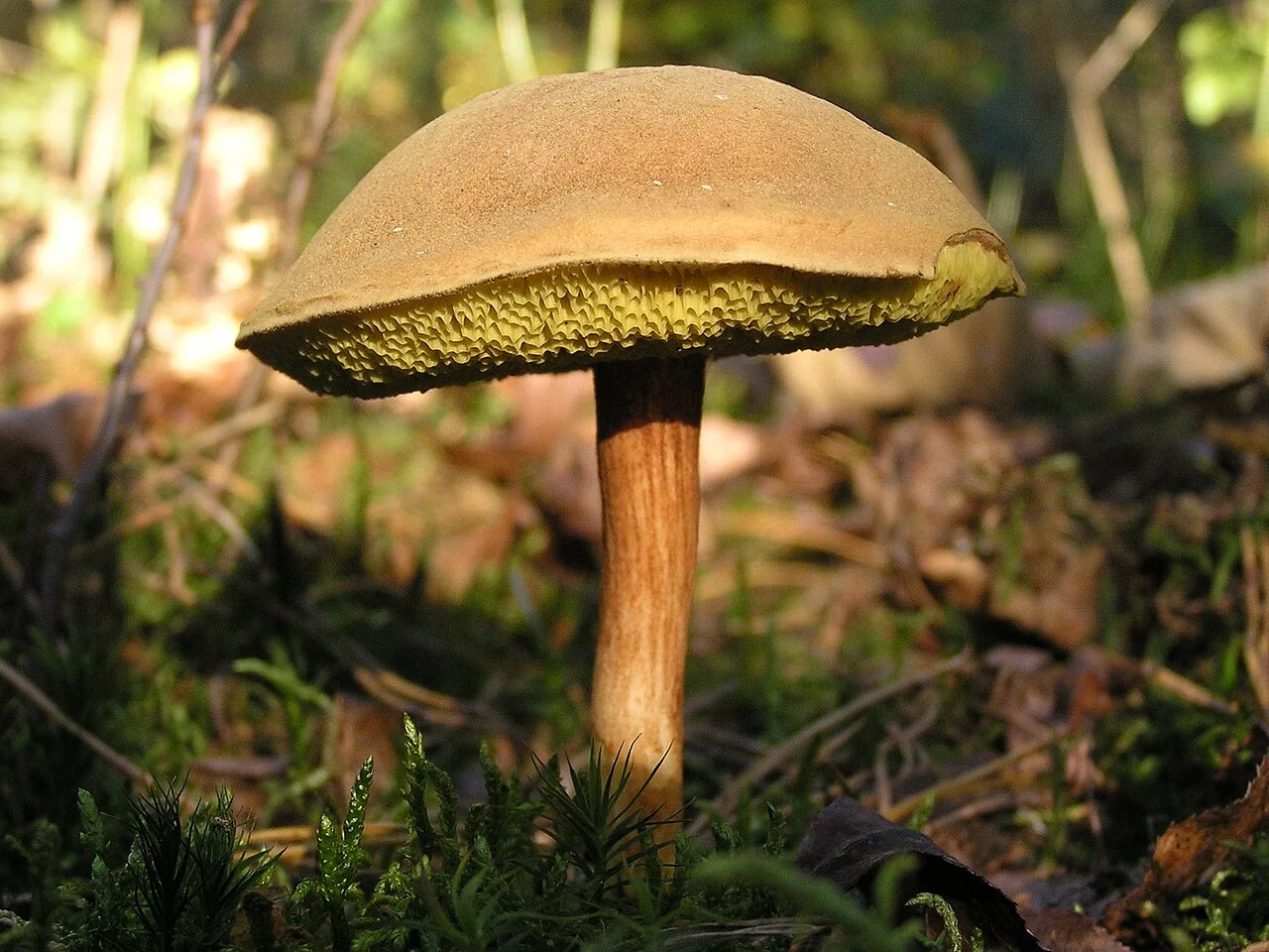 Xerocomus lilaceus (Xerocomus lilaceus) — photo mycologique